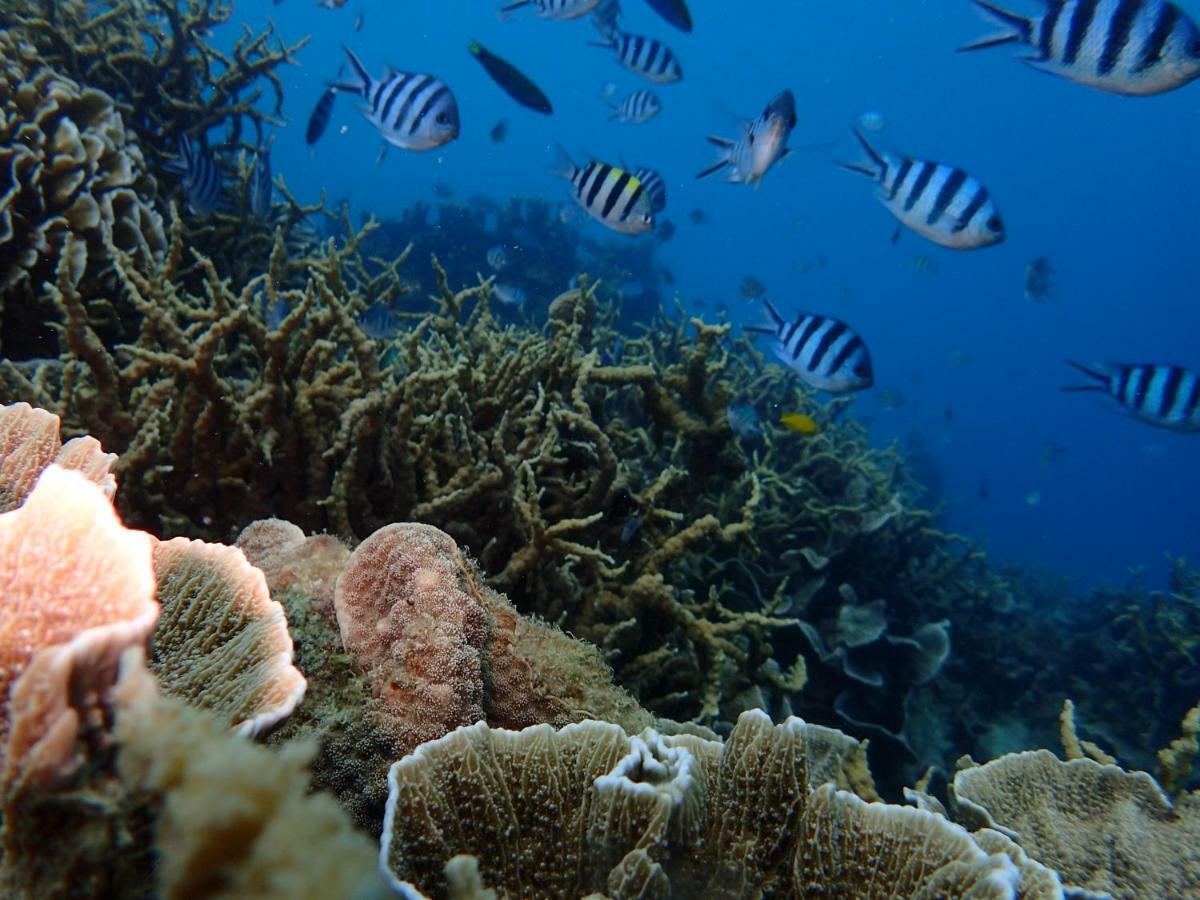 Blue Coral Homestay Karimunjawa Eksteriør billede